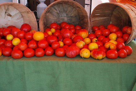 TomatoesSFM